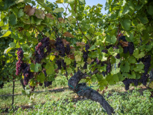 Vignes