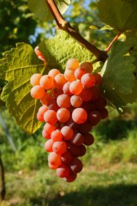 The Grand Cru Bruderthal