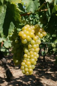 The Grand Cru Bruderthal