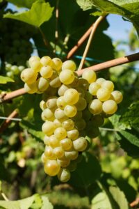 The Grand Cru Bruderthal