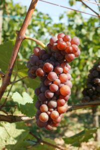 The Grand Cru Bruderthal