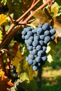 The Grand Cru Bruderthal