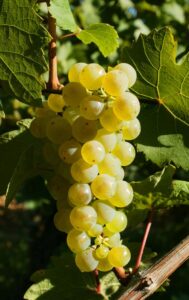 The Grand Cru Bruderthal