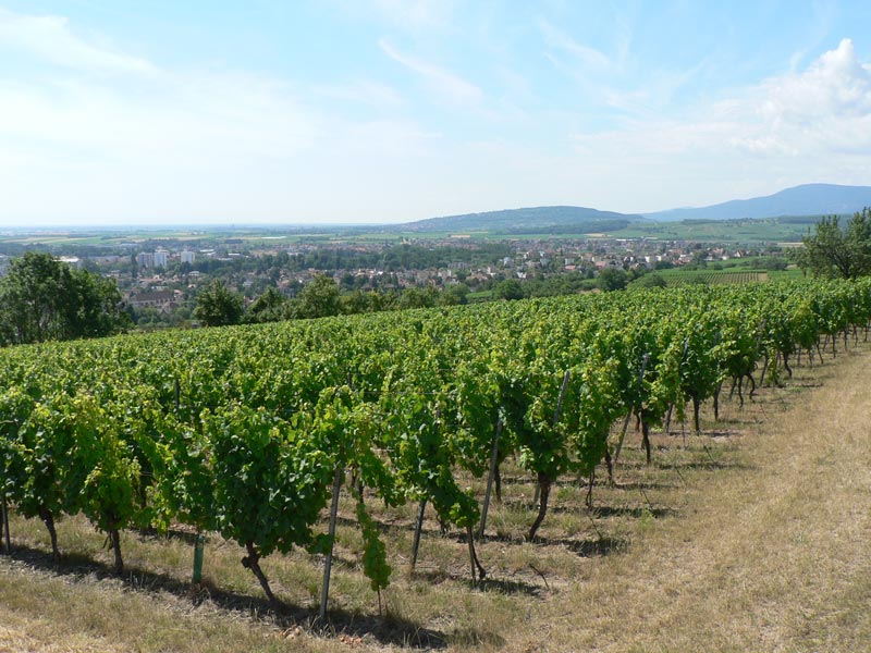 Le Bruderthal, Grand cru de Molsheim