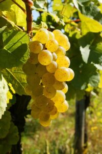 The Grand Cru Bruderthal