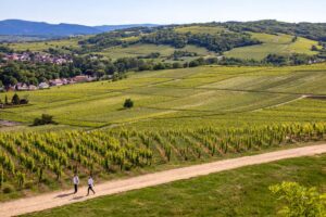 Vignoble de Wolxheim ©Dimitri Lett