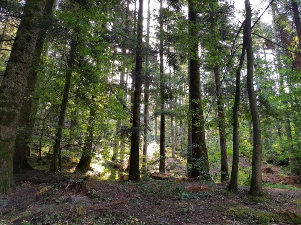 Sentier du Nideck