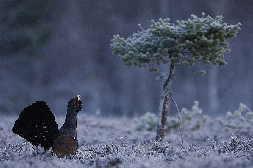 Le Grand tétras. photo de Michel Munier